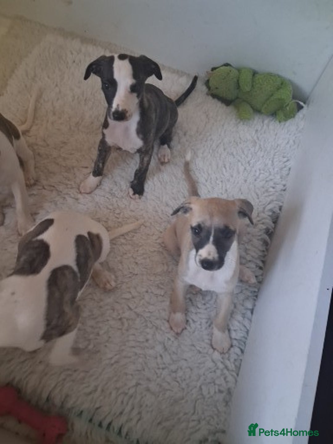 Whippet dogs for sale: Stunning whippet pups - Image 9