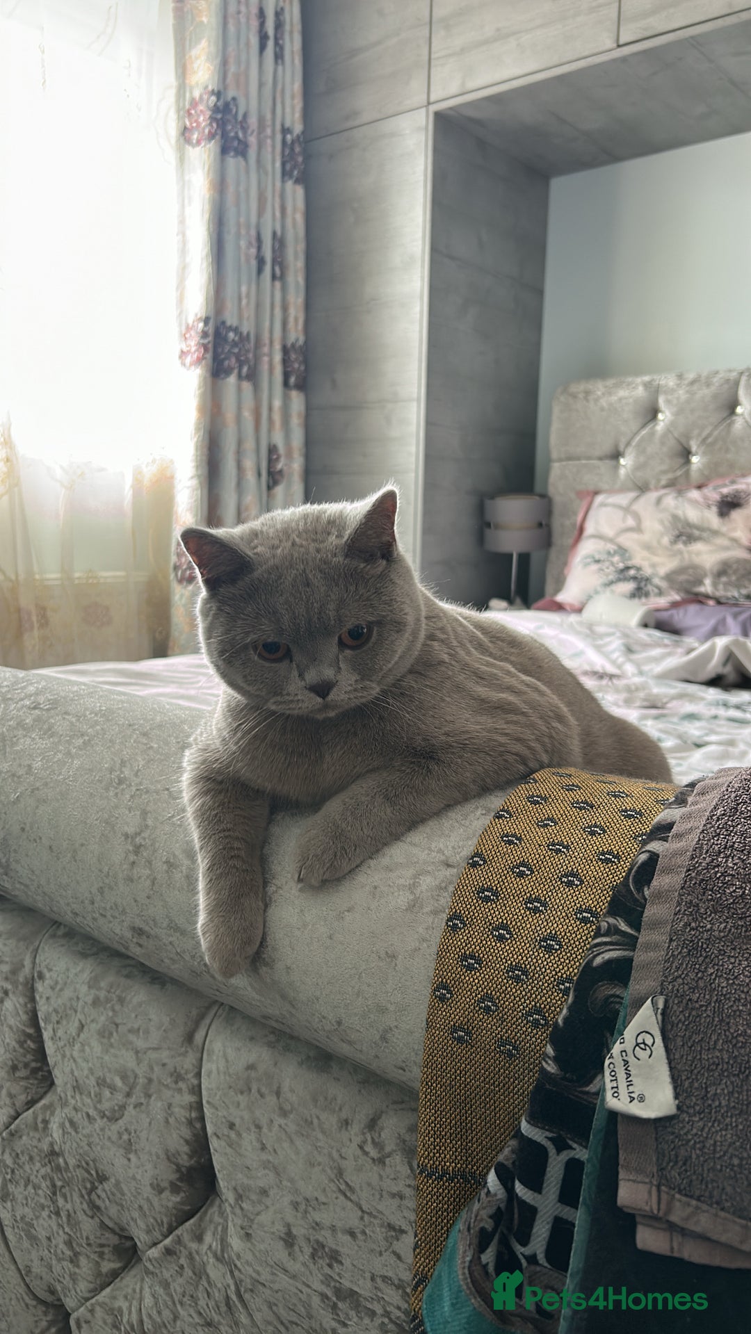 British Shorthair cats for sale: British Shorthair For Sale! - Advert 1