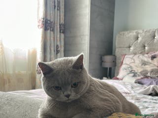 British Shorthair cats British Shorthair For Sale! - Advert 1