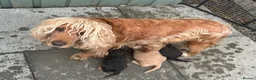 Cocker Spaniel dogs for sale: Show cocker spaniel puppies  - Advert 17
