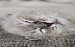 Ragdoll cats for sale: Beautiful blue lynx girlie.  - Image 10
