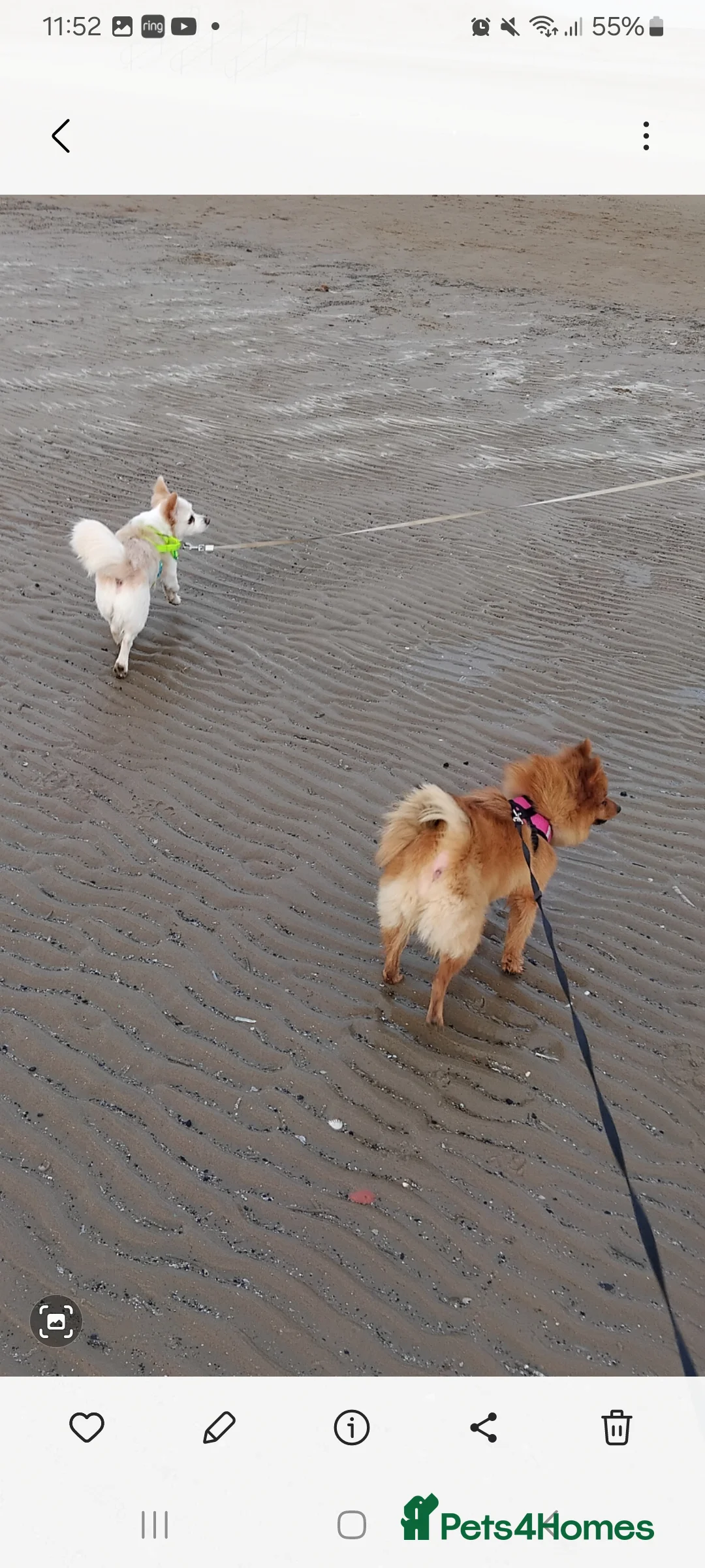 Pomchi dogs for sale: Pomchi puppies - Advert 4