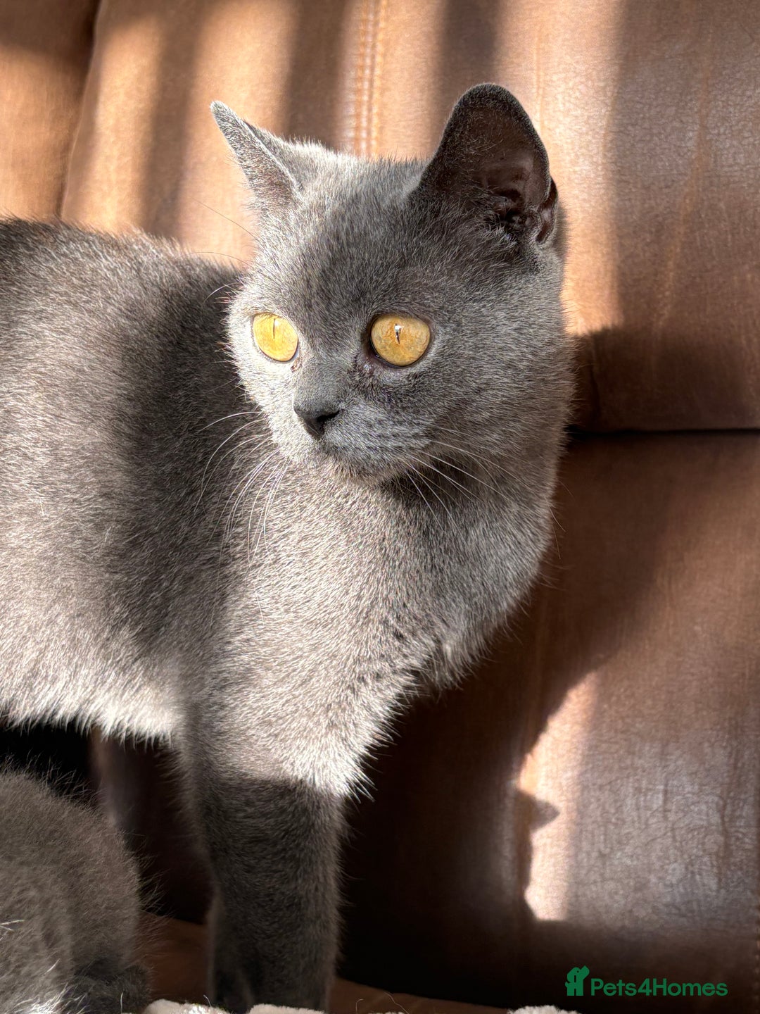 British Shorthair cats for sale: British shorthair female  - Image 4
