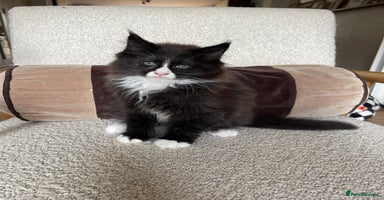 Maine Coon cats Mainecoons  - Advert 6