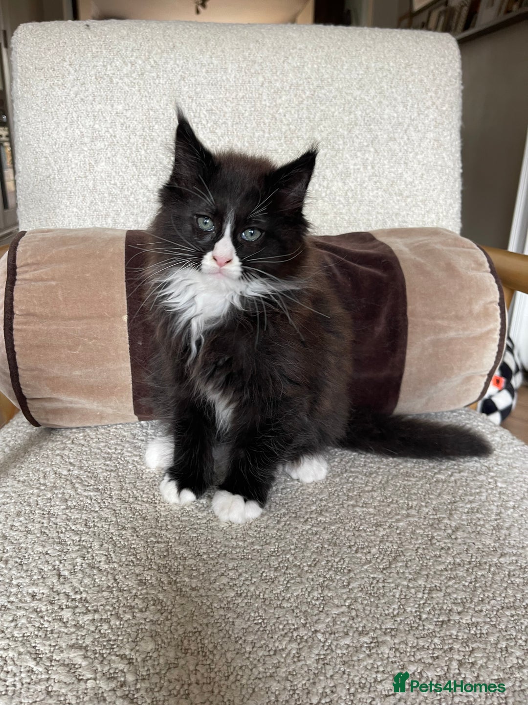 Maine Coon cats for sale: Mainecoons  - Image 5