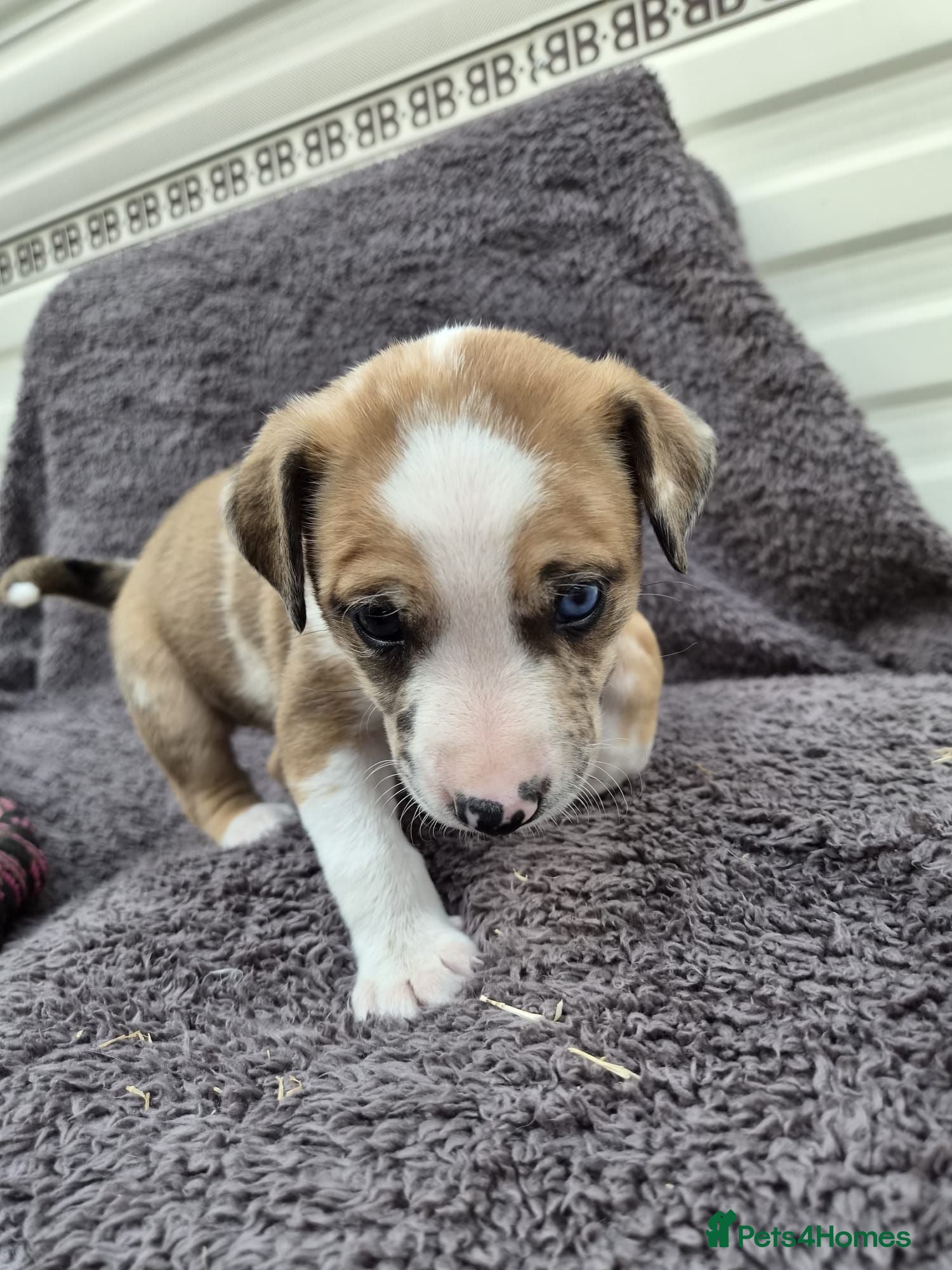 Mixed Breed dogs Lurcher bull puppies for sale - Advert 1