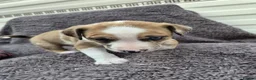 Mixed Breed dogs for sale: Lurcher bull puppies for sale - Advert 6