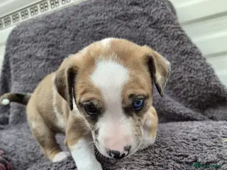 Mixed Breed dogs Lurcher bull puppies for sale - Advert 1