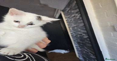 Mixed Breed cats - Advert 11