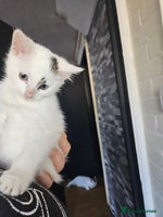 Mixed Breed cats - Advert 11