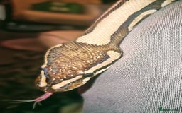 Python Snake reptiles for sale: Adult Royal Python  - Image 3
