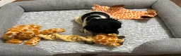 Cocker Spaniel dogs for sale: Female cocker spaniel puppy - Advert 3
