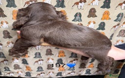 Cocker Spaniel dogs for sale: Chunky show type cocker spaniels  - Image 19