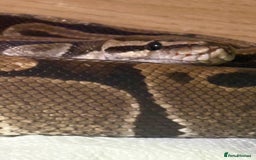 Python Snake reptiles for sale: Ball python, habitat and accessories  - Image 1