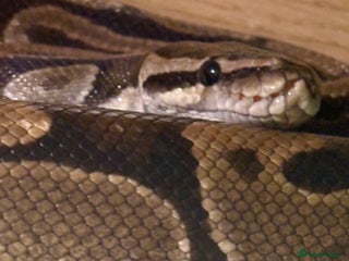 Python Snake reptiles - Advert 16