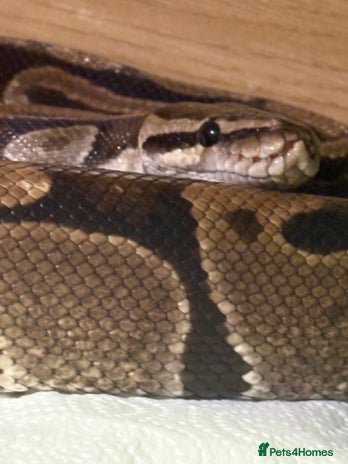 Python Snake reptiles - Advert 2