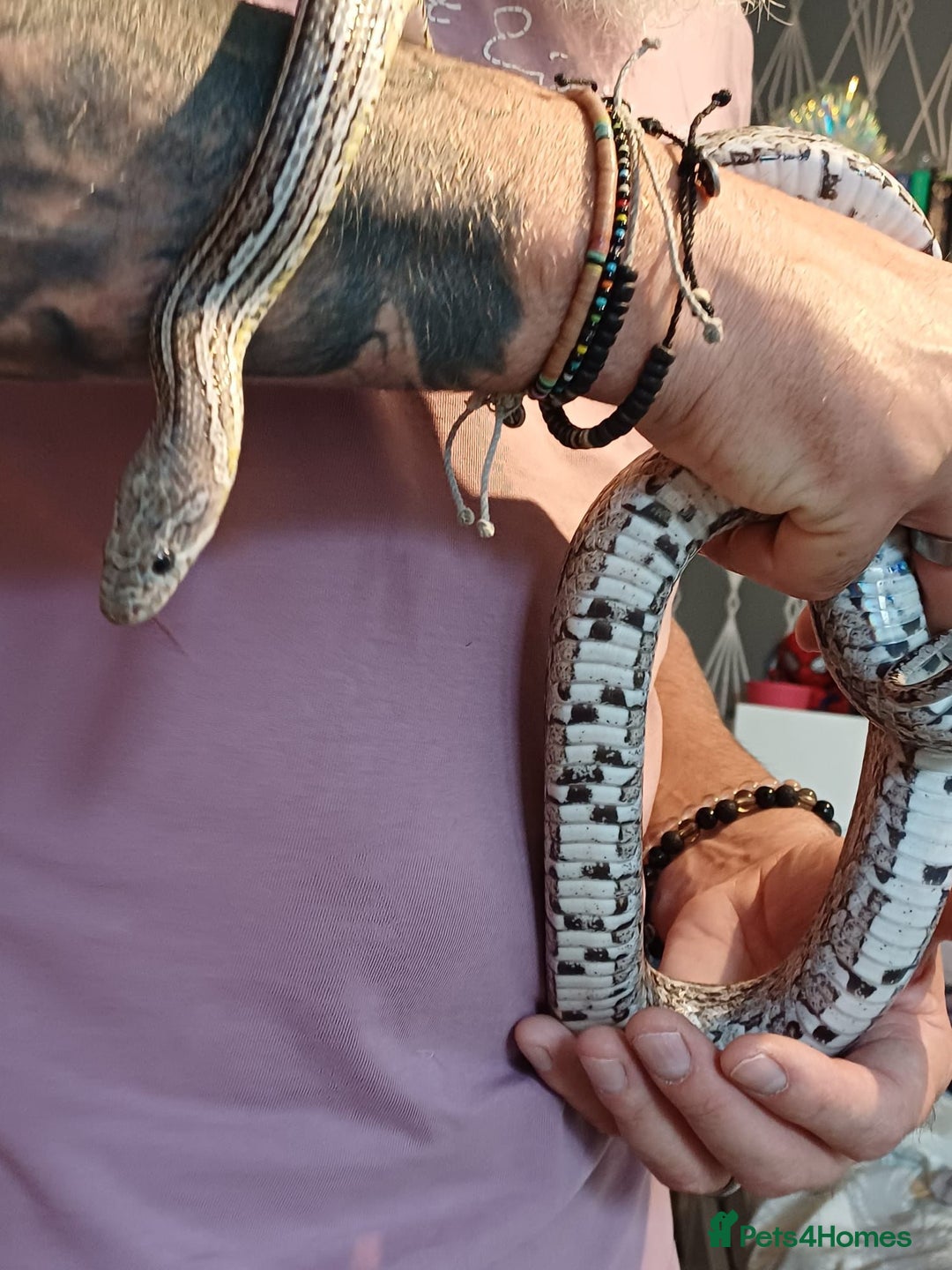 Corn Snake reptiles for sale: Corn snake  - Image 2