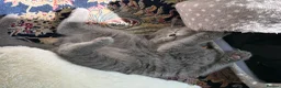 British Shorthair cats for sale: Adorable kitty  - Advert 14