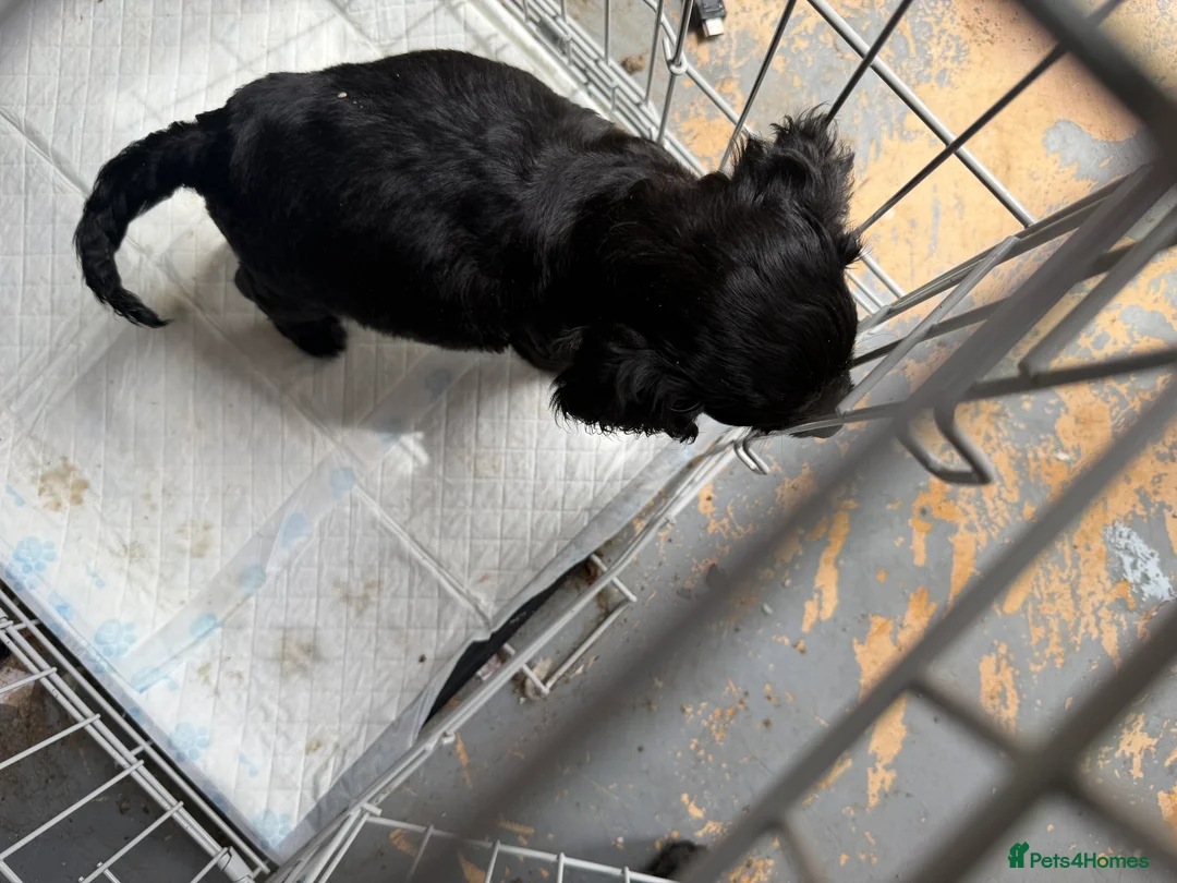 Sprocker dogs for sale: Sprocker spaniel puppy’s 3 boys  - Advert 6