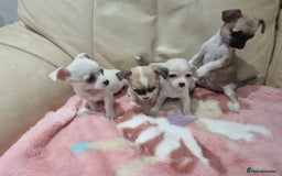 Chihuahua dogs for sale: Chihuahua puppies for sale  - Image 14