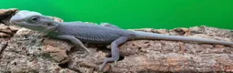 Bearded Dragon reptiles for sale: Zero bearded dragons and others  - Advert 1