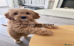 Mixed Breed dogs for sale: Cavapoochon Puppies  - Image 15