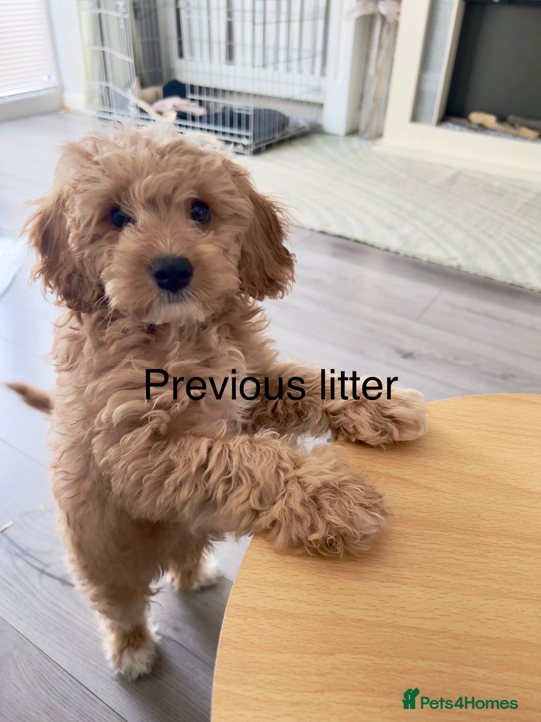 Mixed Breed dogs for sale: Cavapoochon Puppies  - Image 15