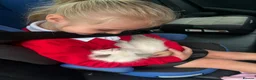 Ragdoll cats for sale: Pedigree Dora the Explorer  - Advert 4
