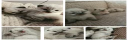 Ragdoll cats for sale: Ragdoll Babies  - Advert 10