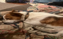 Jack Russell dogs for sale: Toby  - Image 10