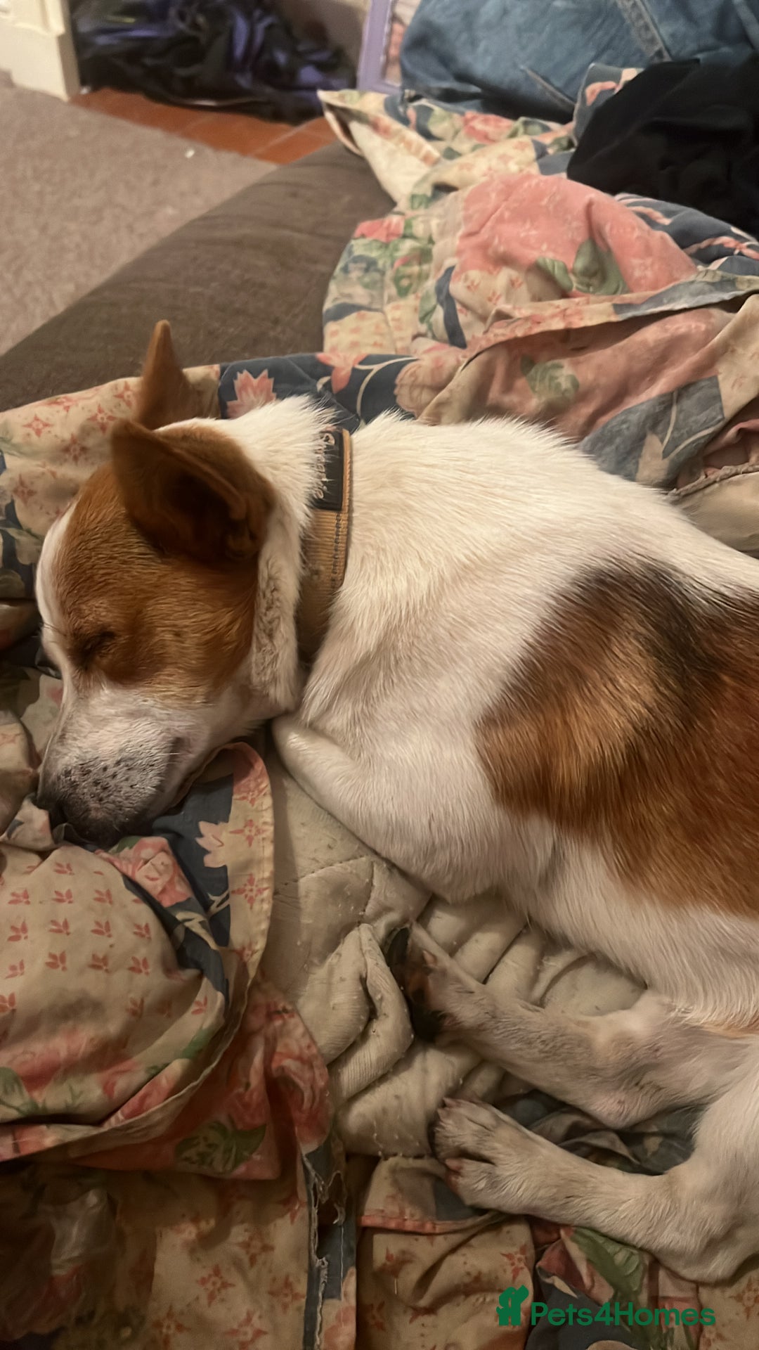 Jack Russell dogs for sale: Toby  - Image 10