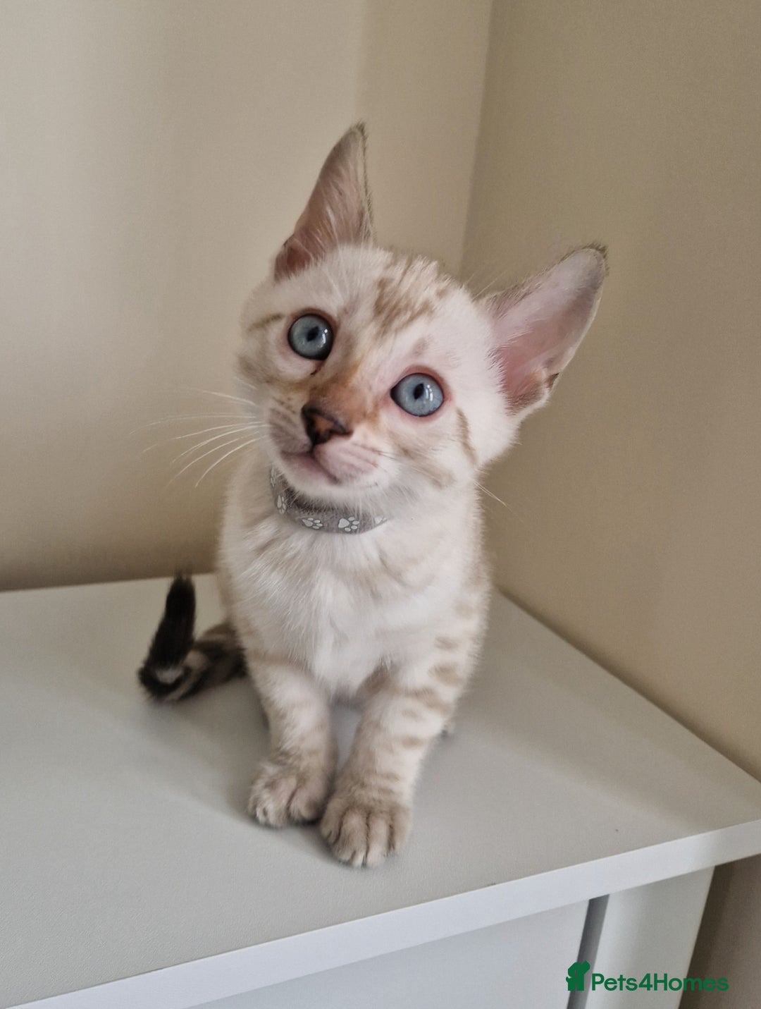 Bengal cats for sale: Stunning Glittered Pedigree Benga kittens  - Image 15