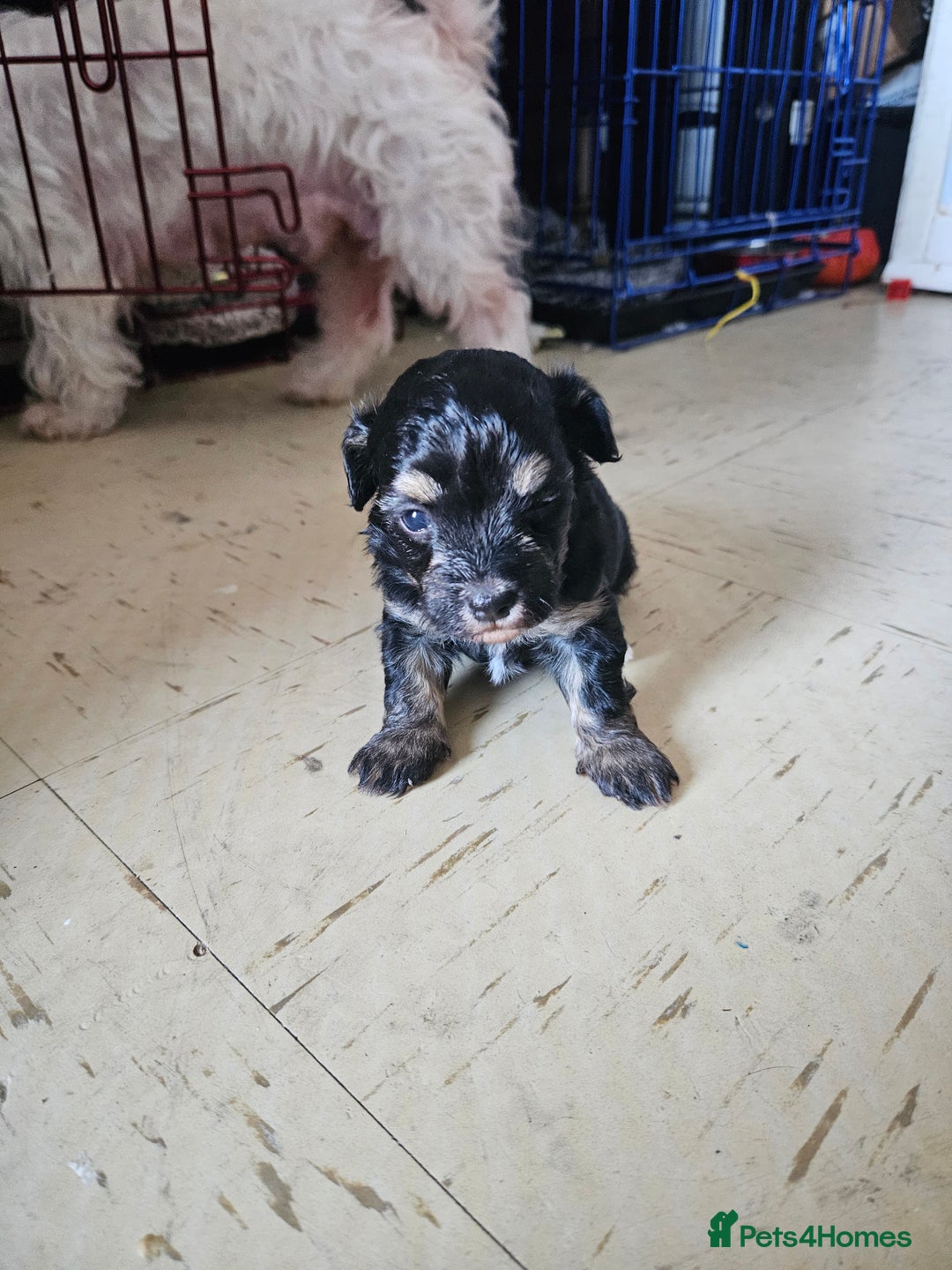 Maltipoo dogs for sale: Beautiful Maltipoo puppies  - Advert 6