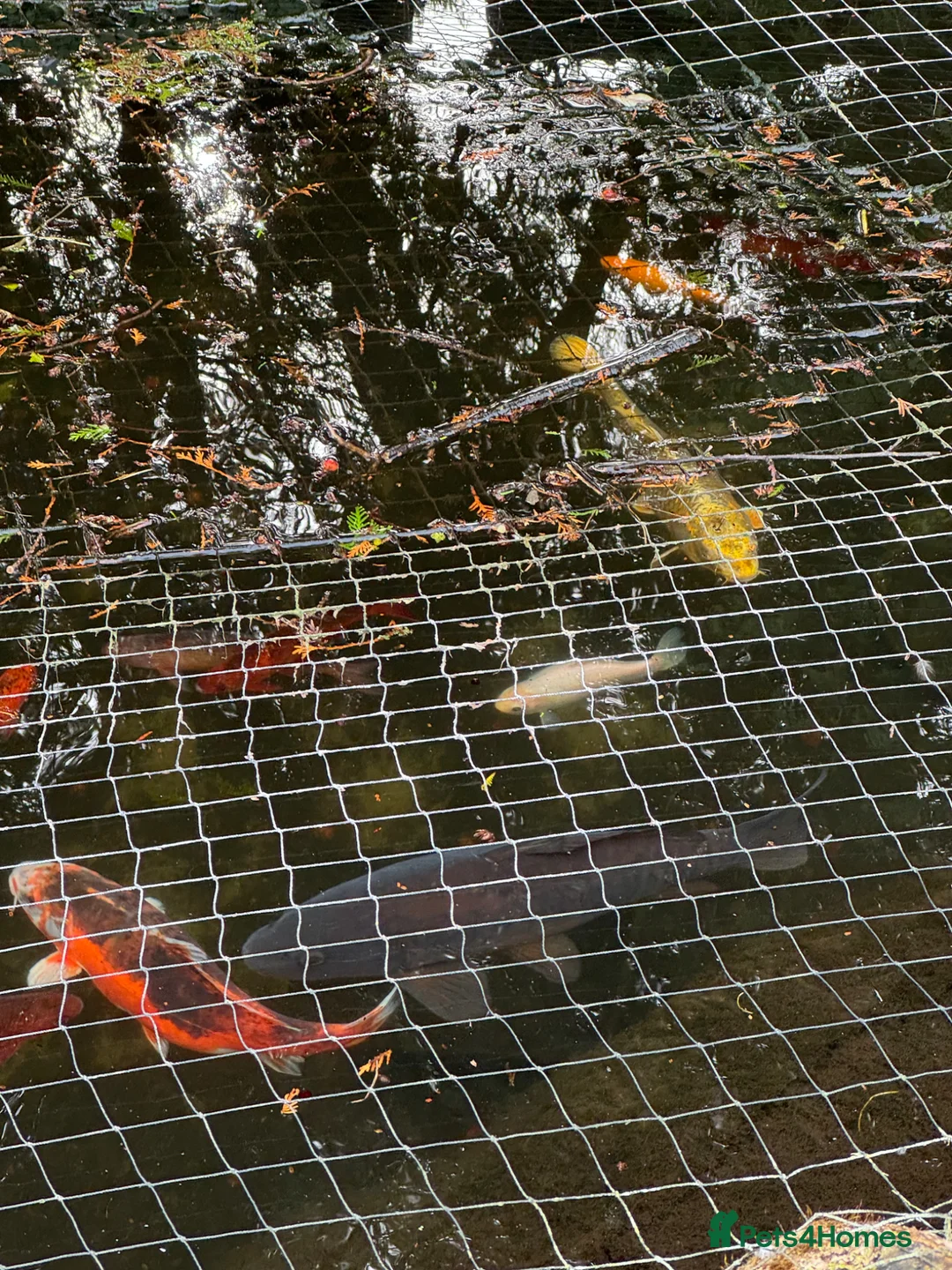 Goldfish fish for sale: Variety of Koi Carp, Goldfish and Common Carp - Advert 8