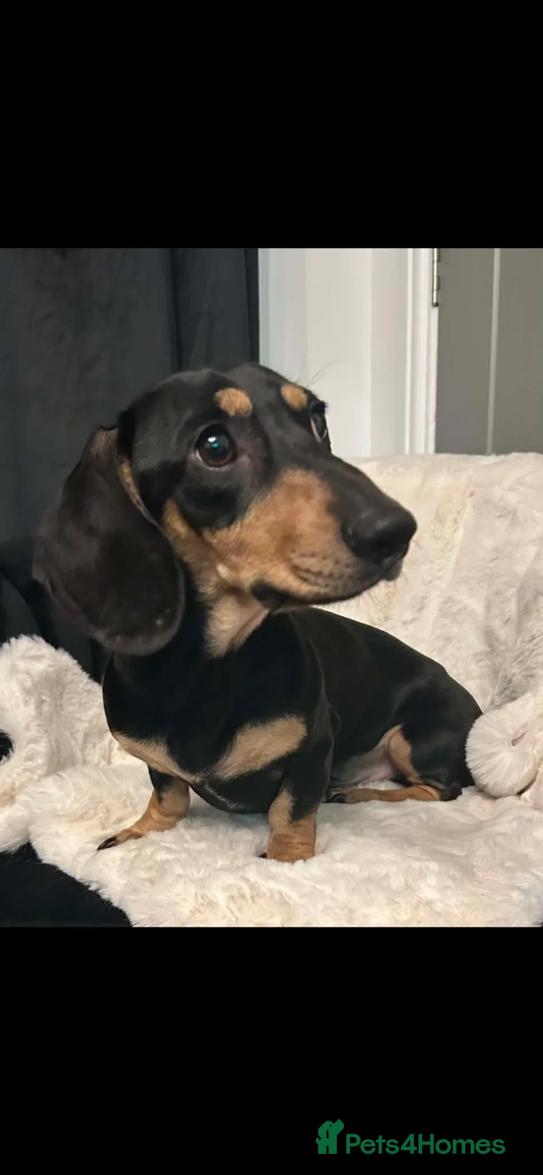 Miniature Dachshund dogs for sale: Miniature dachshunds  - Advert 20