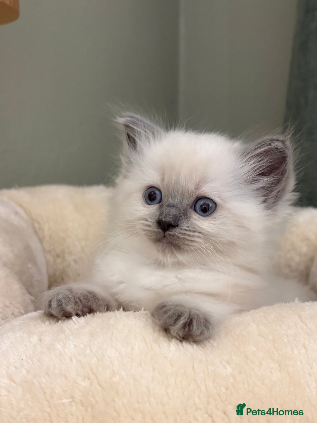 Ragdoll cats for sale: Gccf ragdolls ready 12th Jan  - Advert 13