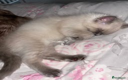 Ragdoll cats for sale: READY TO LEAVE Purebred ragdolls - Image 37