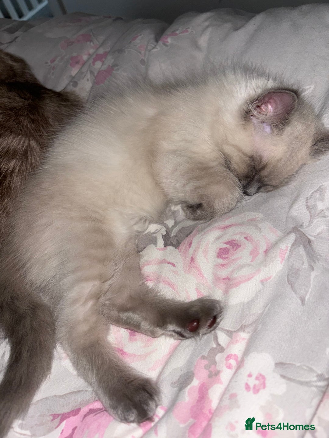 Ragdoll cats for sale: READY TO LEAVE Purebred ragdolls - Image 37