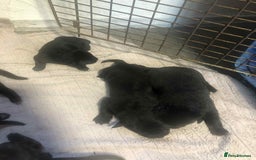 Mixed Breed dogs for sale: Cane corso cross German shepherd puppy’s  - Image 2