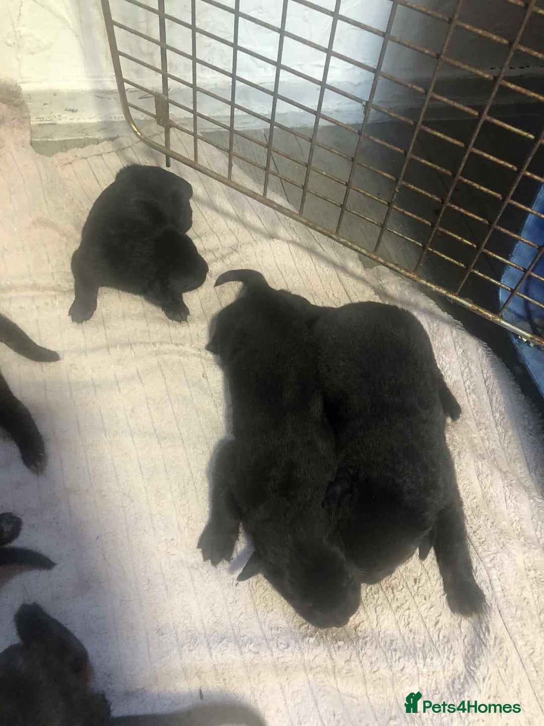 Mixed Breed dogs for sale: Cane corso cross German shepherd puppy’s  - Image 2