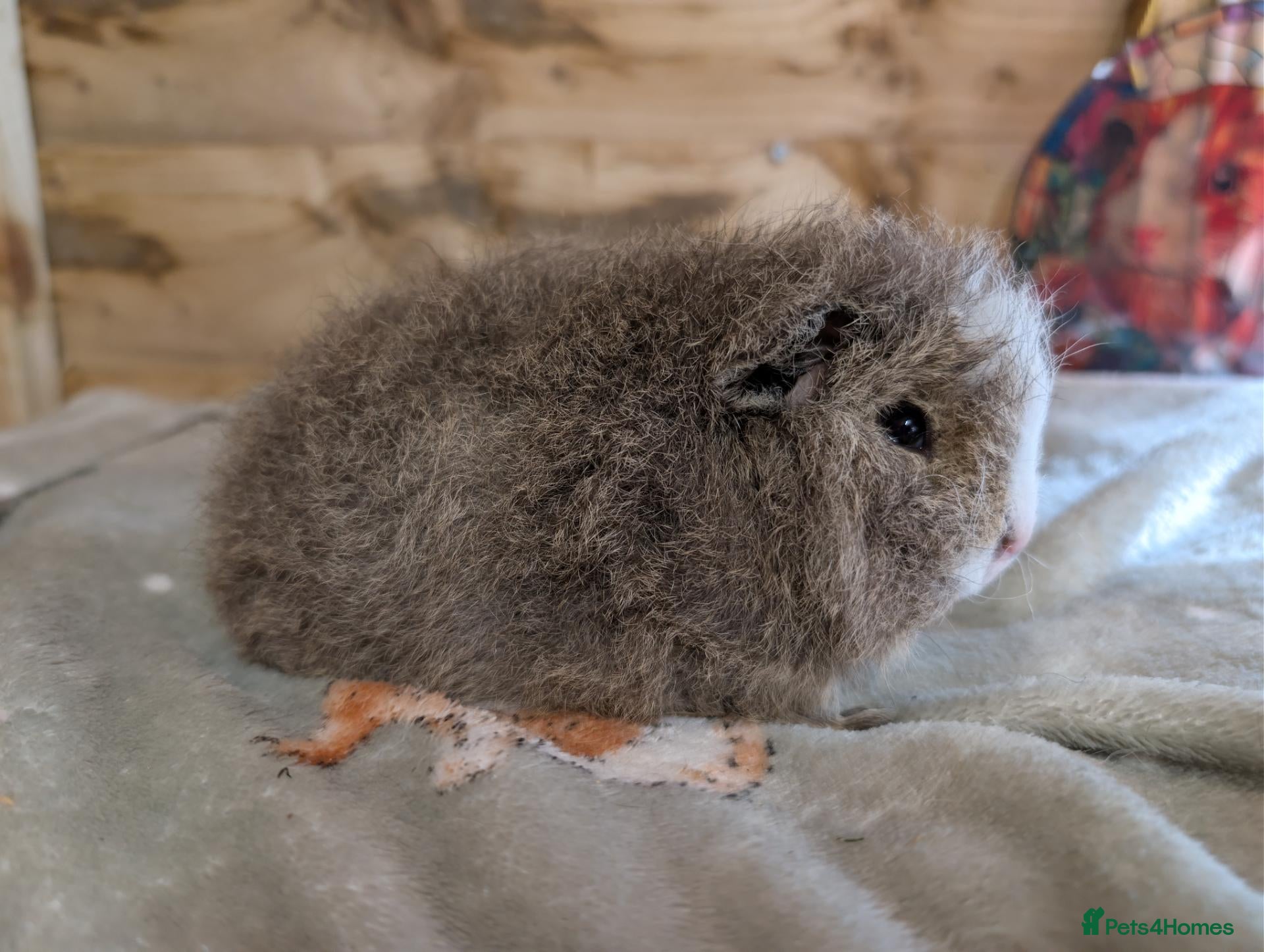 Guinea Pig rodents 🐹 Two Lovely Boars – Available Soon - Advert 23