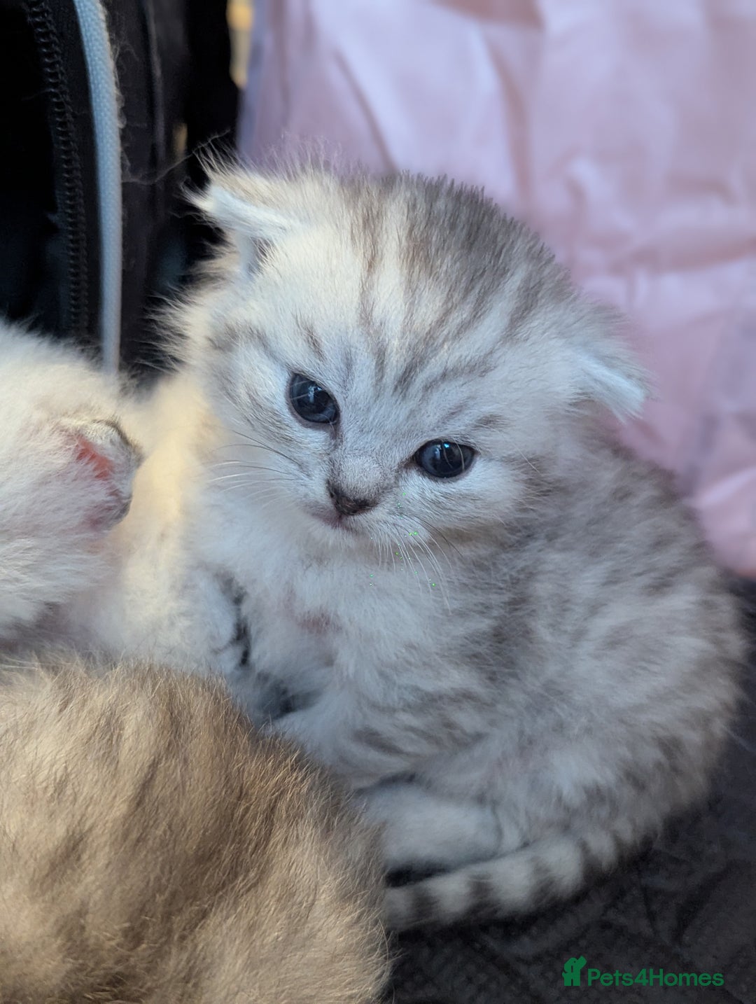 Scottish Fold cats for sale: 🐾 Beautiful Scottish Fold Kittens 🐾 - Image 2
