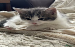 Khao Manee cats for sale: Last beautiful male is ready for new home  - Image 5