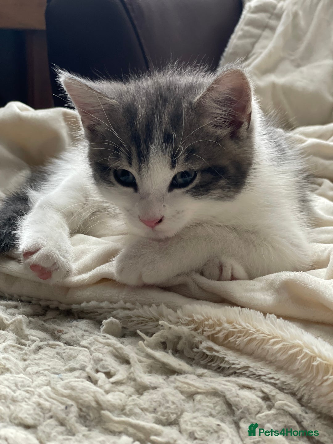 Khao Manee cats for sale: Last beautiful male is ready for new home  - Image 5