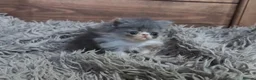 Persian cats for sale: 🐾 Beautiful Persian Kittens 🐾 - Advert 32