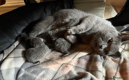 British Shorthair cats for sale: Gorgeous GCCF registered BSH last girl available  - Image 2