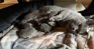 British Shorthair cats - Advert 9