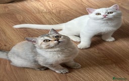 British Longhair cats for sale: Gorgeous British Longhair & Shorthair Kittens - Image 32