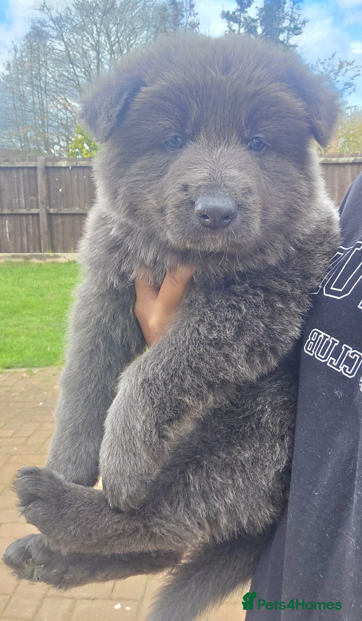 German Shepherd dogs Rare blue german shepherd puppies  - Advert 1