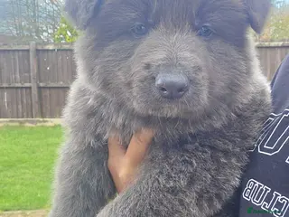 German Shepherd dogs Rare blue german shepherd puppies - Advert 1